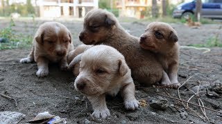 Adopted puppies - Eyes already open and trying to explore our yard