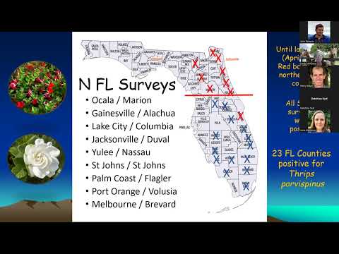 Thrips parvispinus Webinar (5/4/2023)