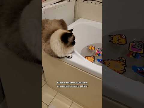 Умеют ли кошки плавать?