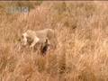Lion Vs Wildebeest BBC Wildlife