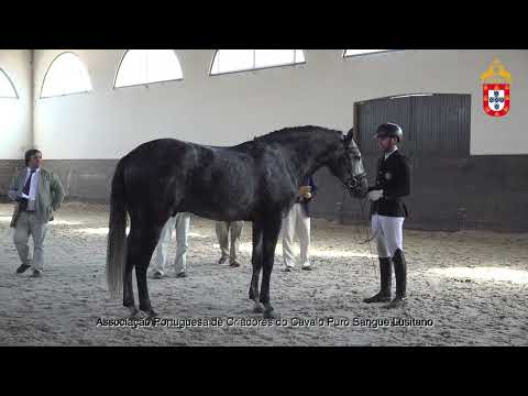 220716 34 Oráculo Aprovação de Garanhões