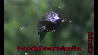 Download lagu Suara pikat burung Sri gunting, dijamin 100% ampuh mp3 Download lagu Suara pikat burung Sri gunting, dijamin 100% ampuh mp3