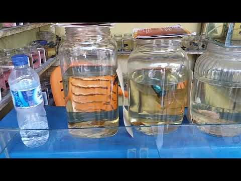 download lagu mp3 mp4 Jual Ikan Cupang Di Medan, download lagu Jual Ikan Cupang Di Medan gratis, unduh video klip Jual Ikan Cupang Di Medan