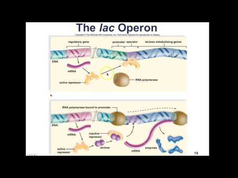 AP Biology CH 13.1 Prokaryotic Gene Regulation