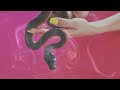 NOHMADS - “Cough/Cool” Official Music Video (Misfits cover)