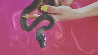 NOHMADS - “Cough/Cool” Official Music Video (Misfits cover)