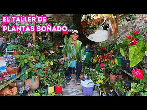 Luz Mary's beautiful plant workshop and garden in the Colombian countryside |AP
