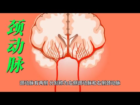 外頸動脈分支口訣