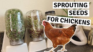 How to Grow Greens for Chickens - Sprouts for Chickens
