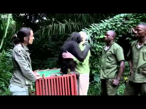 Institut Jane Goodall :sauve une femelle chimpanzé 2013...