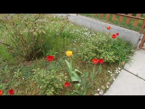 Tulipánok 2018. 04. 17.( 2 )