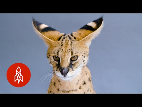 This "Giraffe Cat" Faces an Uncertain Future