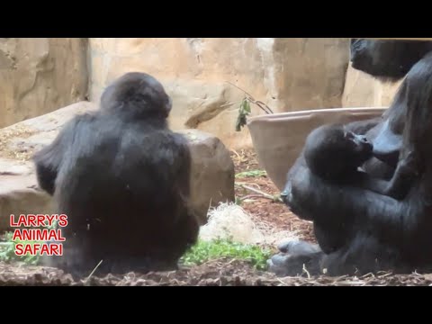 Baby Gorilla - Jameela with Freddie  No. 2        #gorillas