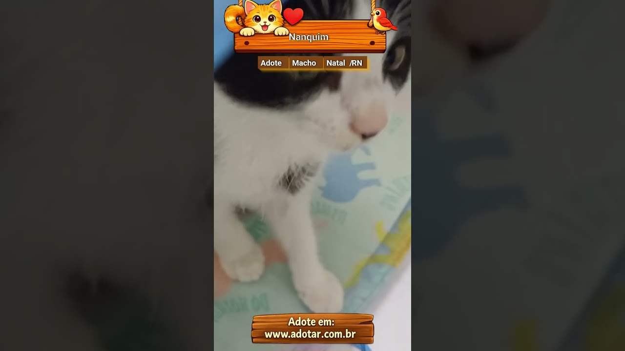 Gato raça SRD-ViraLata idade Abaixo de 2 meses nome Nanquim