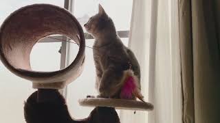 （オーディション用）猫のグルーミング