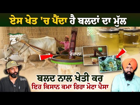 ਏਸ ਖੇਤ 'ਚ ਪੈਂਦਾ ਹੈ ਬਲਦਾਂ ਦਾ ਮੁੱਲ, ਬਲਦ ਨਾਲ ਖੇਤੀ ਕਰ ਇਹ ਕਿਸਾਨ ਕਮਾ ਰਿਹਾ ਮੋਟਾ ਪੈਸਾ, IT ਕੰਪਨੀ ਵਾਲਾ ਕਿਸਾਨ