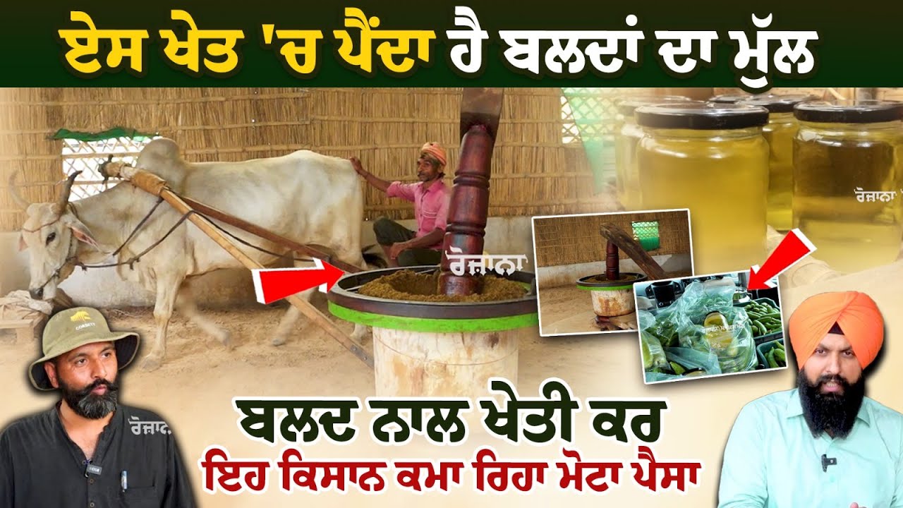 ਏਸ ਖੇਤ 'ਚ ਪੈਂਦਾ ਹੈ ਬਲਦਾਂ ਦਾ ਮੁੱਲ, ਬਲਦ ਨਾਲ ਖੇਤੀ ਕਰ ਇਹ ਕਿਸਾਨ ਕਮਾ ਰਿਹਾ ਮੋਟਾ ਪੈਸਾ, IT ਕੰਪਨੀ ਵਾਲਾ ਕਿਸਾਨ ਏਸ ਖੇਤ 'ਚ ਪੈਂਦਾ ਹੈ ਬਲਦਾਂ ਦਾ ਮੁੱਲ, ਬਲਦ ਨਾਲ ਖੇਤੀ ਕਰ ਇਹ ਕਿਸਾਨ ਕਮਾ ਰਿਹਾ ਮੋਟਾ ਪੈਸਾ, IT ਕੰਪਨੀ ਵਾਲਾ ਕਿਸਾਨ