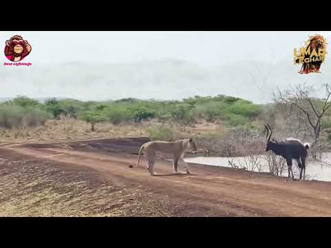 Crocodiles Attack Buck That Tried Escaping From Lion | Umar leghari