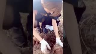 【芋掘り】でっかい芋が抜けなくて奮闘する女子【岡田彩花】