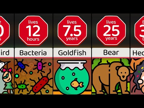 Comparison: How Long Animals Live Part 1