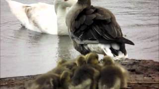 preview picture of video 'Swans, Geese & Gosling's'
