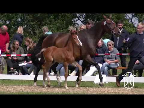 NF287 Hengstfohlen von Barcley - Quarz - Colbert