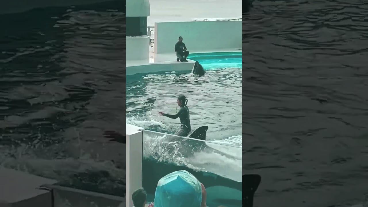 #fishing #summing #fishlovers #fish #fishingvideo #lovestatus #love #summing 💕👈🏊🌊🫧🐬🐳