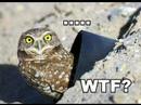 O RLY? owl!