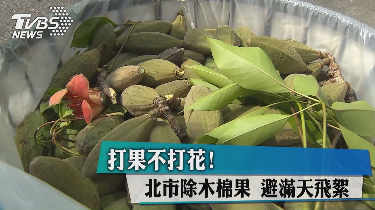打果不打花!北市除木棉果 避滿天飛絮