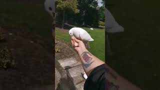 #White Dove enjoying eating the bread#AmazingDove#short#