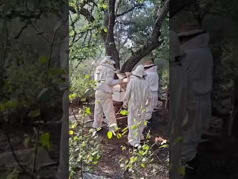 Apiarios de Avelino y Luisa. Monte Quemado. Santiago del Estero
