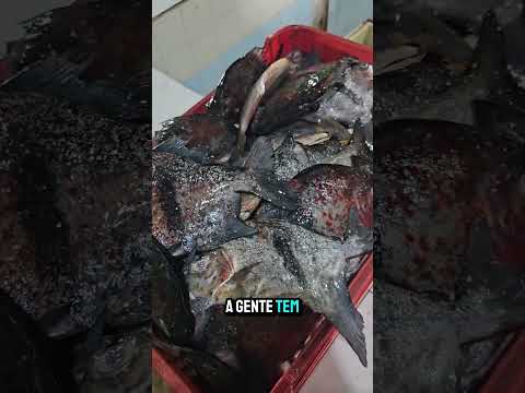 Peixe do Rio Negro no município de Barcelos-Am#peixe #amazonas #barcelos