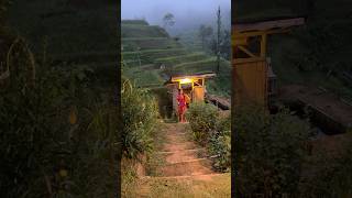 Download lagu Abis Ngapain Ya Bawa Rantang Dari Toilet Tradisional Tengah Sawah #village #shorts #viral #fyp mp3