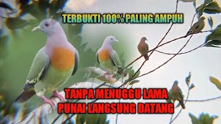 Download lagu SUARA PIKAT PUNAI ‼️ PALING AMPUH DURASI FULL SATU JAM mp3 Download lagu SUARA PIKAT PUNAI ‼️ PALING AMPUH DURASI FULL SATU JAM mp3