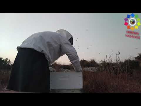 , title : 'بعد أسبوعين من جني العسل وإعادة الإطارات إلى الخليه ليقوم النحل بتنظيفها'