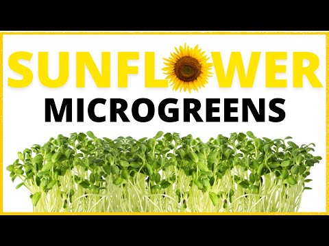 How To Grow Sunflower Microgreens Step By Step
