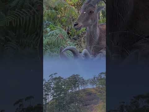 #avaneesh #tamilstatus #naturelovers #reels #foryou #india #munnar #tamilsong #family #babyfamily