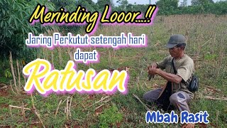 Download lagu Jaring Perkutut Lokal Setengah Hari Dapat Ratusan ... mp3