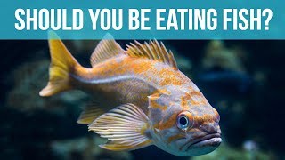 Should You Be Eating Fish?