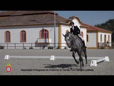 201017 13 Marquês LGF - Aprovação de Garanhões