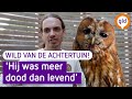 WILD VAN DE ACHTERTUIN #3 | Deze uil overtreft alle verwachtingen