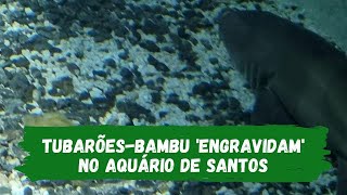 Tubarões-bambu 'engravidam' no Aquário de Santos