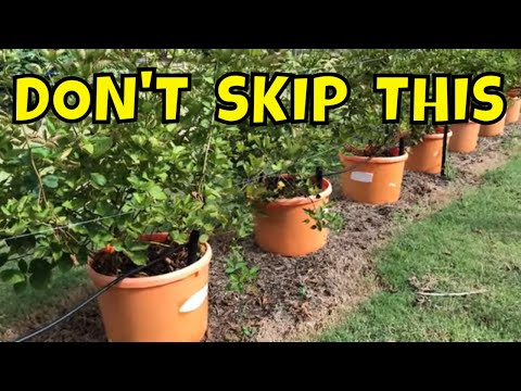 A MUST HAVE FOR CONTAINER GARDENING ⚠️