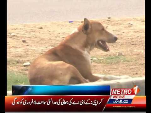 Stray dogs in the city of Karachi ( Reported by Aziz Arif )