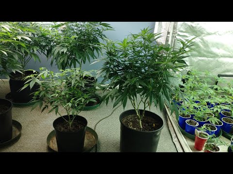 The Progression, Plant Training. Topping and FIMMING
