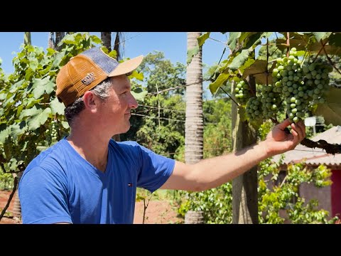 Uvas: em Capitão (PR), família garante venda em festas de fim de ano e na merenda escolar