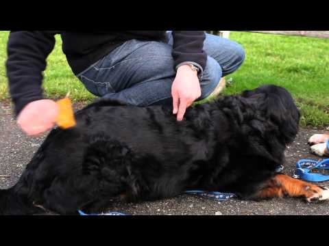 Furminator deShedding šukos ilgaplaukiams šunims - XL video
