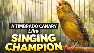 Download lagu A timbrado singing like champion by timbrado_er7 mp3