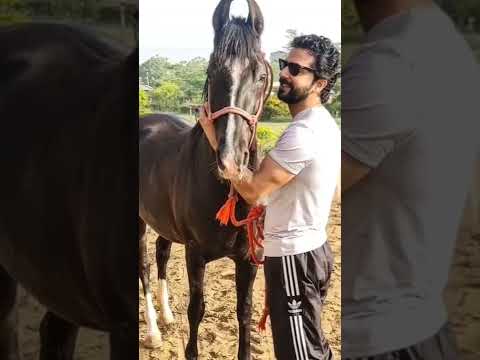 , title : 'Marwari Horse Lover Sh. Manit Joura #horselover #marwarihorse #ytshorts'
