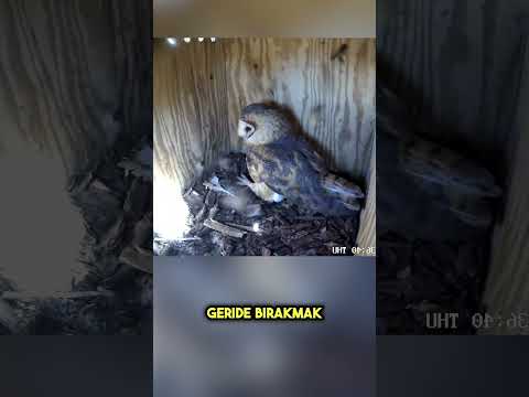 Baykuş Yuvasına Döndü… Gördüğü Manzara Şok Etti 😳🐝 #shorts